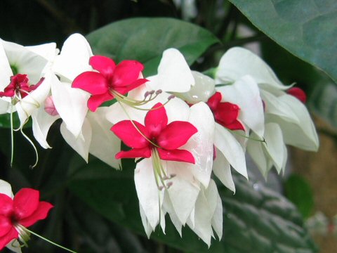 Clerodendrum thomsonae