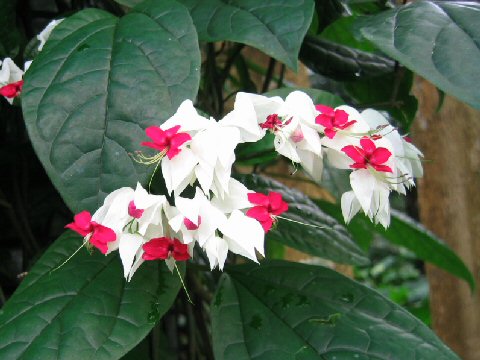 Clerodendrum thomsonae