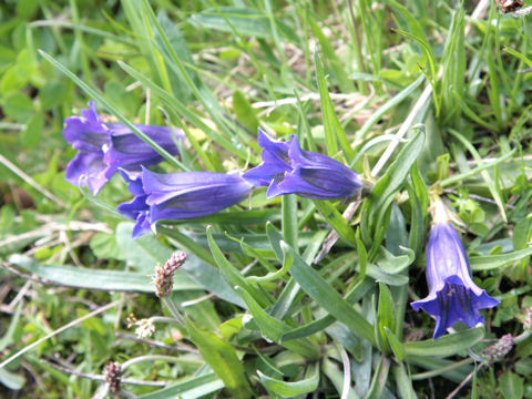 Gentiana acaulis