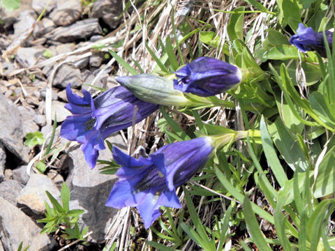 Gentiana acaulis