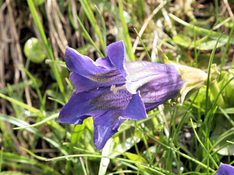 Gentiana acaulis