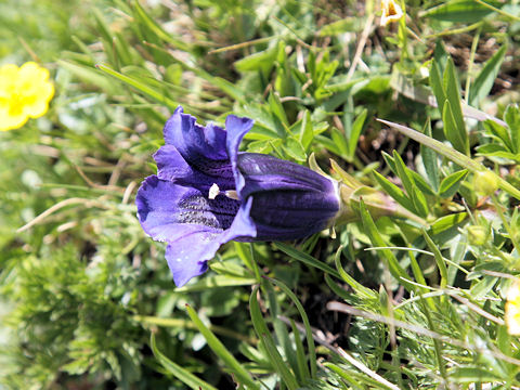 Gentiana acaulis