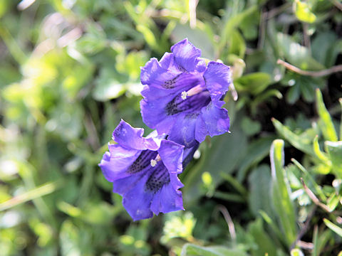 Gentiana acaulis