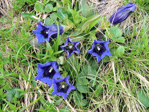 Gentiana acaulis