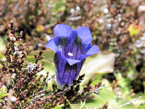 Gentiana acaulis