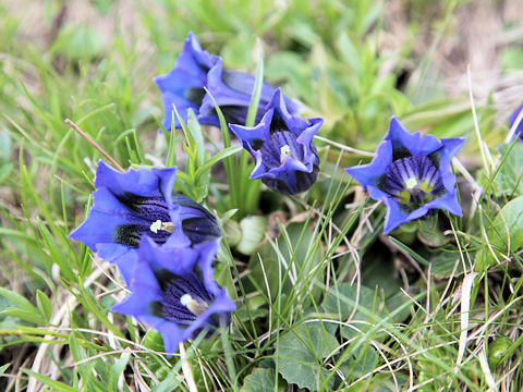 Gentiana acaulis