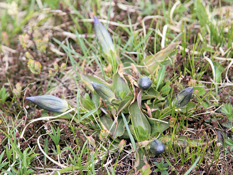 Gentiana acaulis