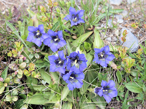 Gentiana acaulis