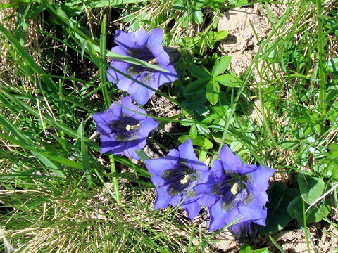 Gentiana acaulis