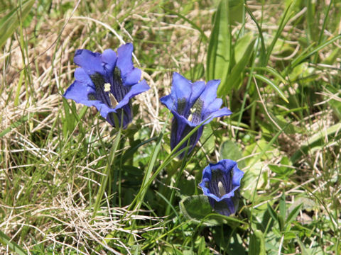 Gentiana acaulis