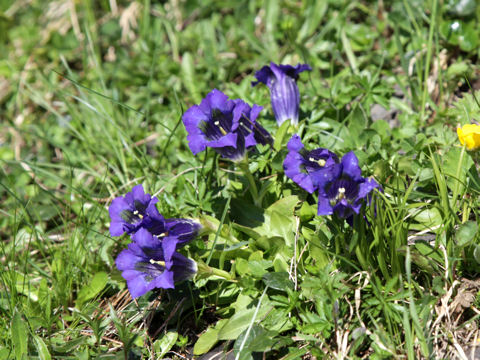 Gentiana acaulis