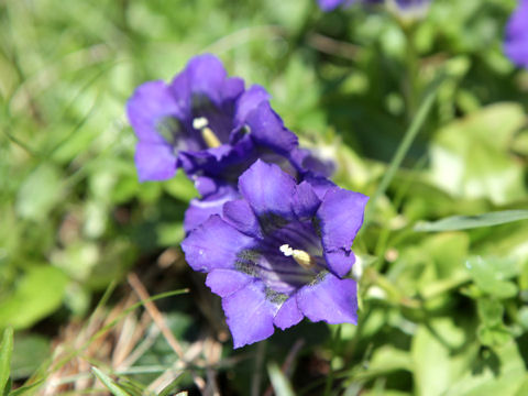 Gentiana acaulis