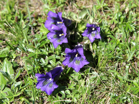 Gentiana acaulis