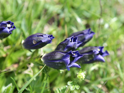 Gentiana acaulis