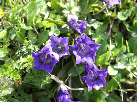 Gentiana acaulis