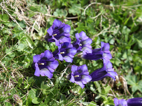 Gentiana acaulis