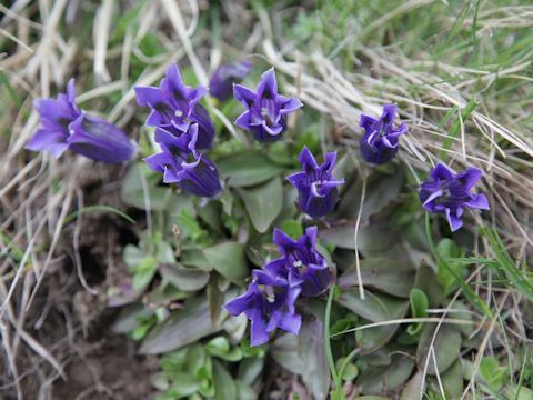 Gentiana acaulis