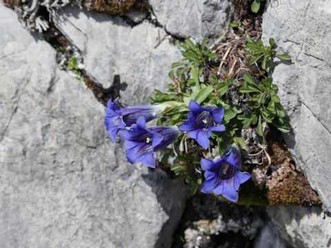 Gentiana acaulis