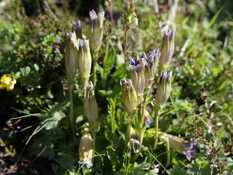 Gentiana acaulis