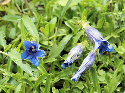 Gentiana angustifolia