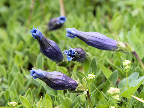 Gentiana angustifolia