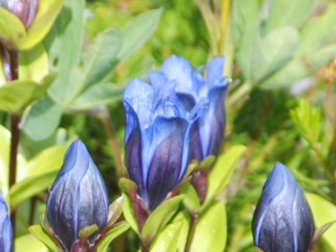 Gentiana calycosa