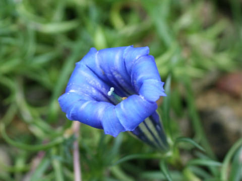 Gentiana farreri