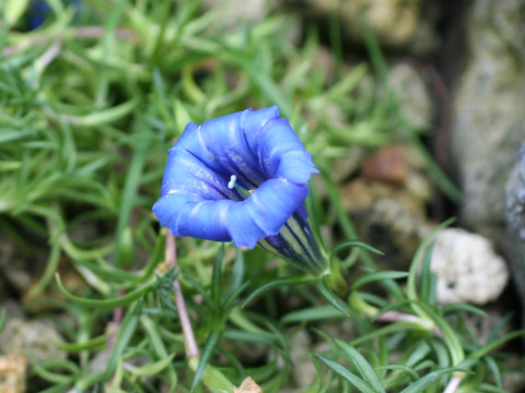 Gentiana farreri