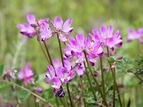 Astragalus sinicus