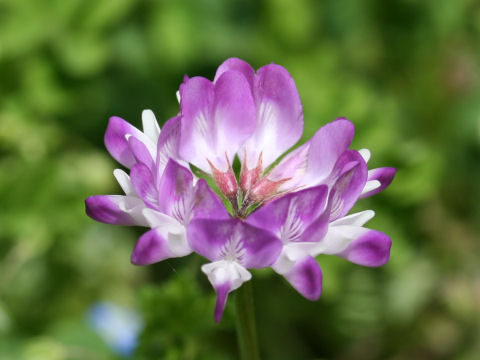 Astragalus sinicus