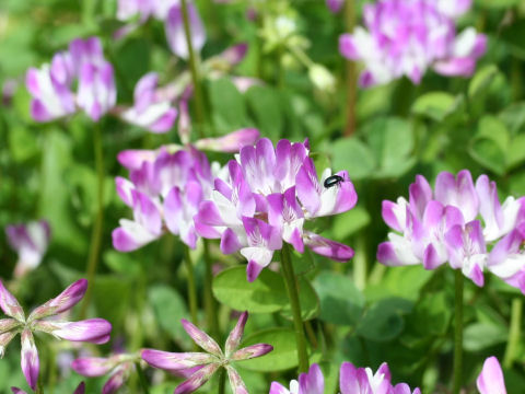 Astragalus sinicus