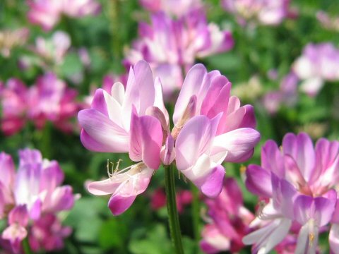 Astragalus sinicus