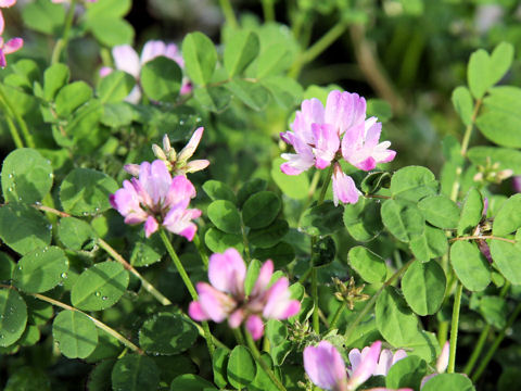 Astragalus sinicus