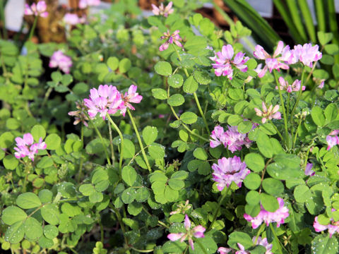 Astragalus sinicus