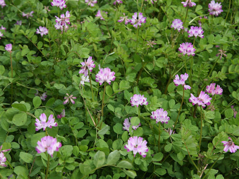 Astragalus sinicus