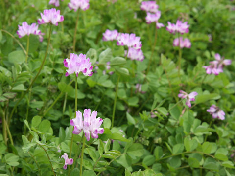 Astragalus sinicus