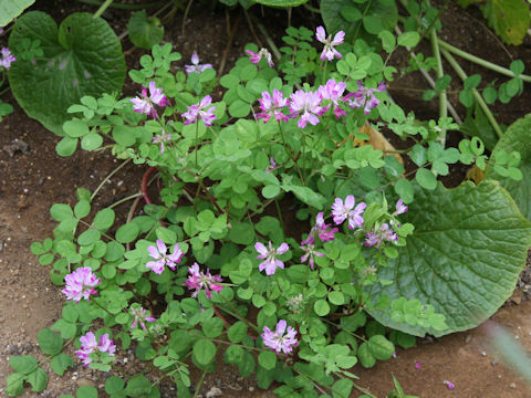 Astragalus sinicus