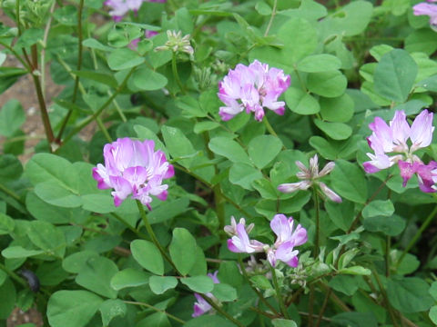 Astragalus sinicus