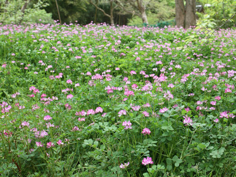 Astragalus sinicus