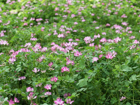 Astragalus sinicus