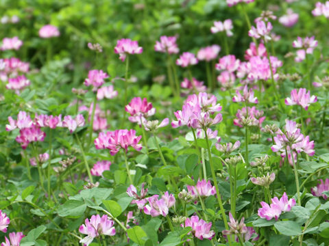 Astragalus sinicus