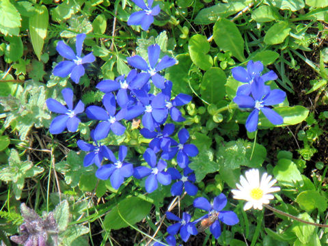 Gentiana nivalis