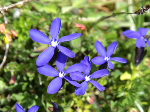 Gentiana nivalis