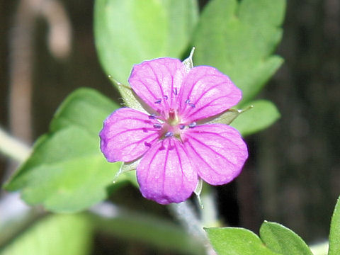 Geranium thunbergii