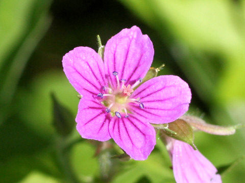 Geranium thunbergii