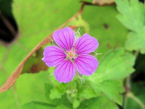 Geranium thunbergii