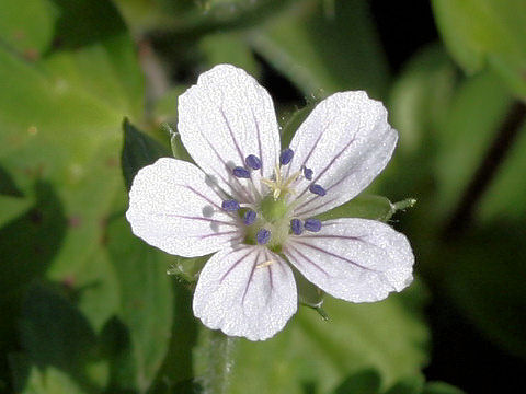 Geranium thunbergii