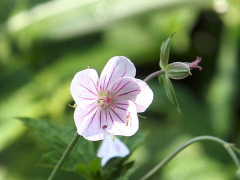 Geranium thunbergii