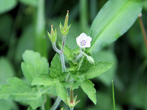 Geranium thunbergii