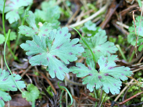 Geranium thunbergii